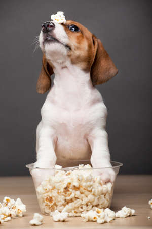 image of dog with popcorn on dark backgroundの写真素材