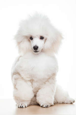 image of dog on white backgroundの写真素材