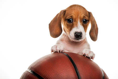 image of dog with basketball on white backgroundの写真素材