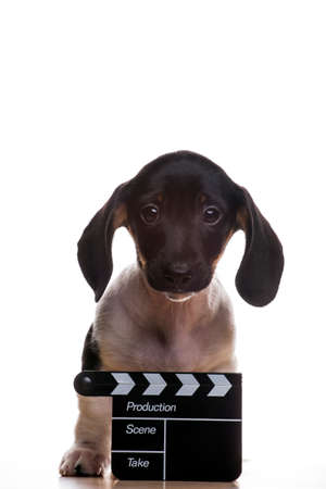 image of dog with a clapper board on white backgroundの写真素材