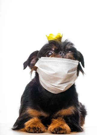 image of dog with mask on white backgroundの写真素材