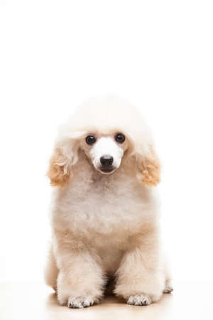 image of dog on white backgroundの写真素材