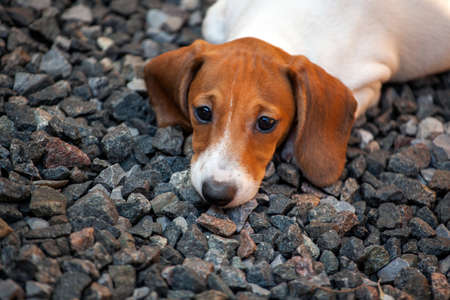 image of dog on stone backgroundの写真素材