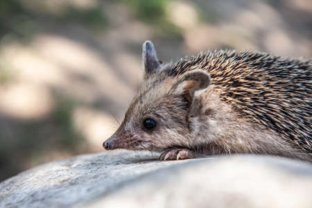image of wild young hedgehogの写真素材