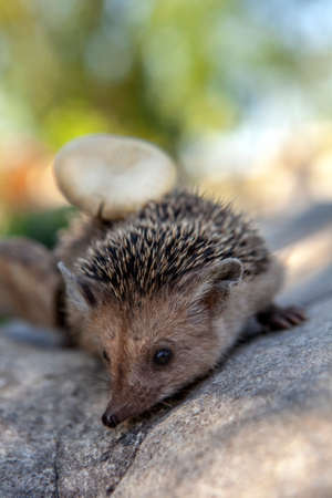 image of wild young hedgehogの写真素材