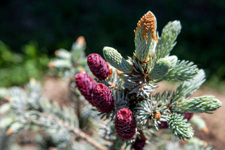 image of fir tree leavesの写真素材