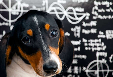 image of dog on chalk boardの写真素材