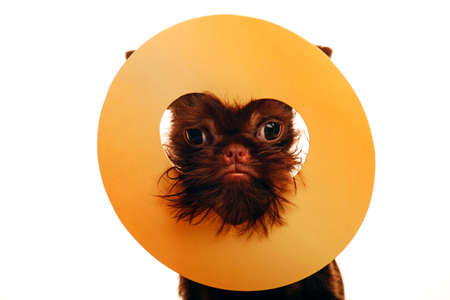 image of dog white background