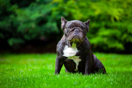 image of dog on grass backgroundの写真素材