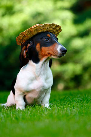 image of dog with hat in summer gardenの写真素材