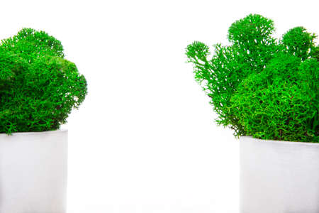 image of moss pot white backgroundの写真素材