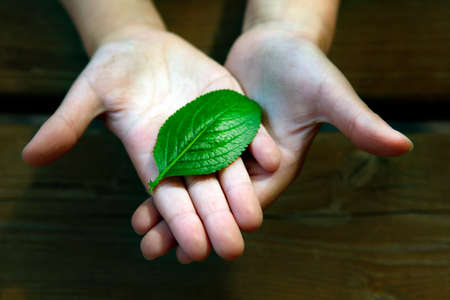 image of children hand leafの写真素材