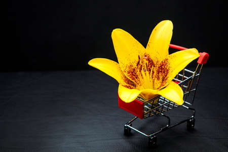 image of trolley flower dark backgroundの写真素材