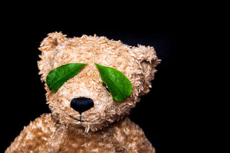 image of bear leaf dark backgroundの写真素材