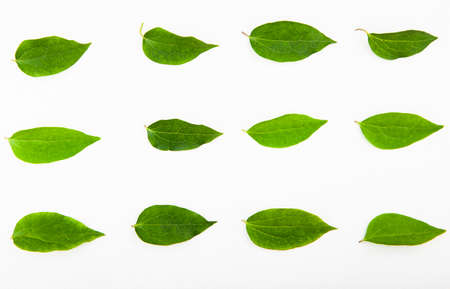 image of leaf white background