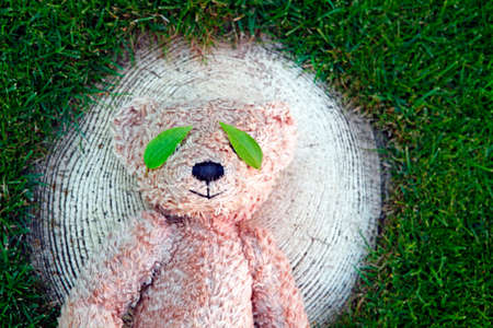 image of bear leaf stub grass backgroundの写真素材