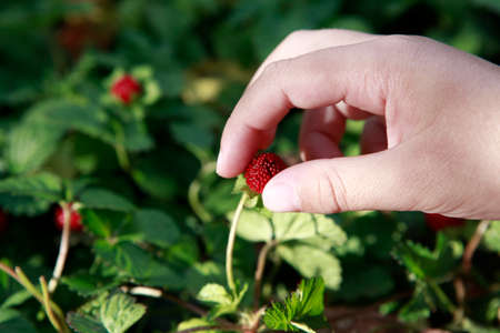 image of hand wild strawberryの写真素材