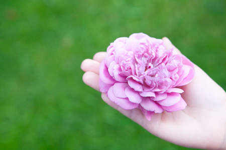 image of hand rose flowerの写真素材