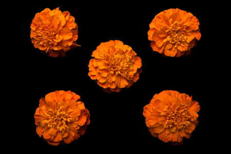 image of flower dark backgroundの写真素材
