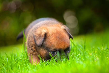 image of dog grass tree backgroundの写真素材
