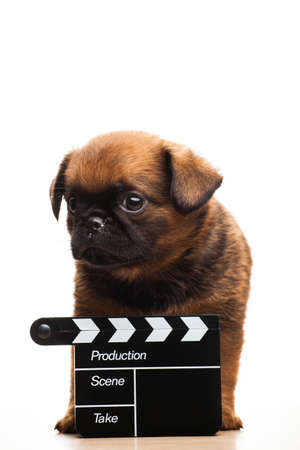 image of dog clapper boardの写真素材