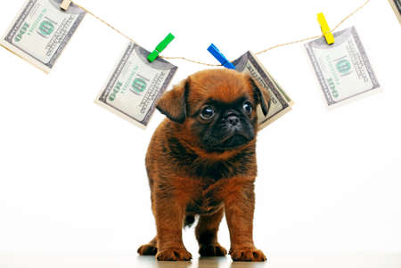 image of puppy money white backgroundの写真素材