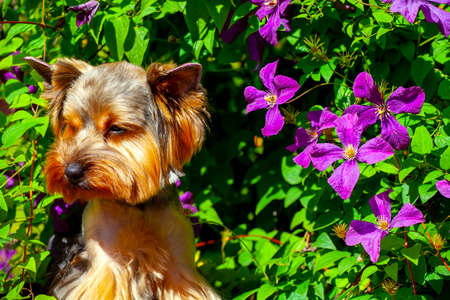 image of dog flower backgroundの写真素材
