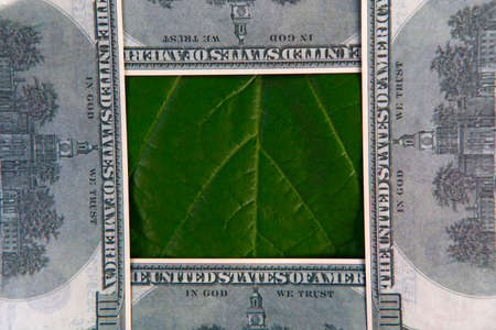 image of money leaf background