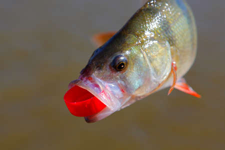 image of fish river backgroundの写真素材