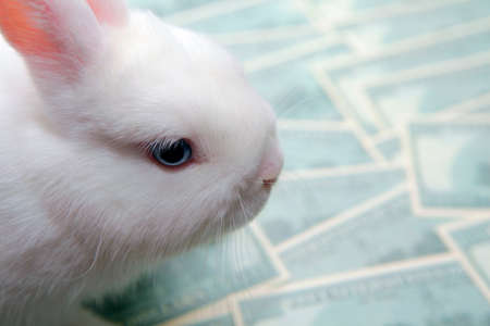image of rabbit money banknote
