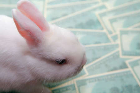 image of rabbit money banknote