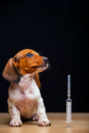 image of dog with syringe on dark backgroundの写真素材