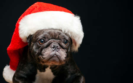 image of dog hat dark backgroundの写真素材