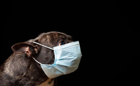 image of dog dark background