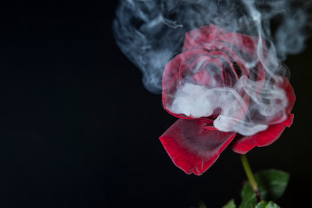 image of flower smoke dark backgroundの写真素材