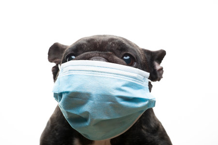 image of dog mask white backgroundの写真素材