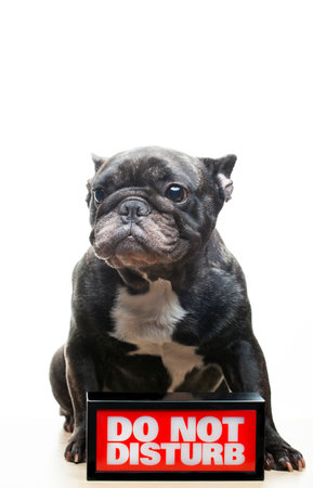 image of dog do not disturb textの写真素材