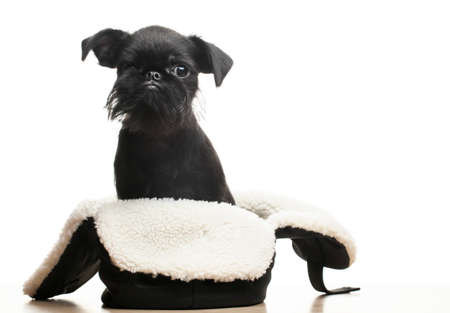 image of dog hat white backgroundの写真素材