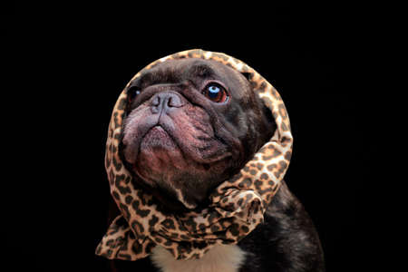 image of dog dark background