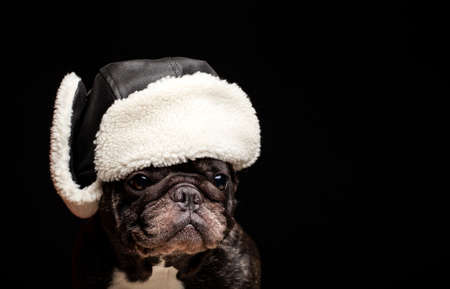 image of dog hat dark backgroundの写真素材