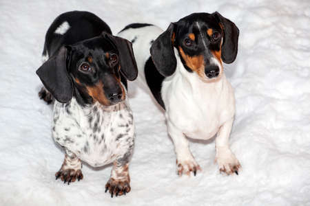 image of dog snow backgroundの写真素材