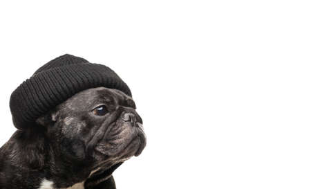 image of dog hat white backgroundの写真素材