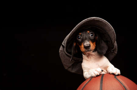 image of dog basketball dark backgroundの写真素材