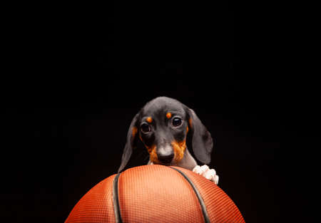 image of dog basketball dark backgroundの写真素材