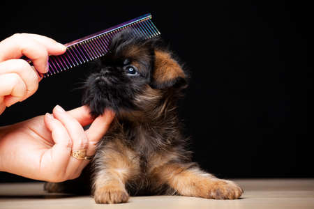 image of dog hairbrush hand dark backgroundの写真素材