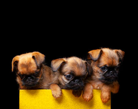 image of dog box dark backgroundの写真素材