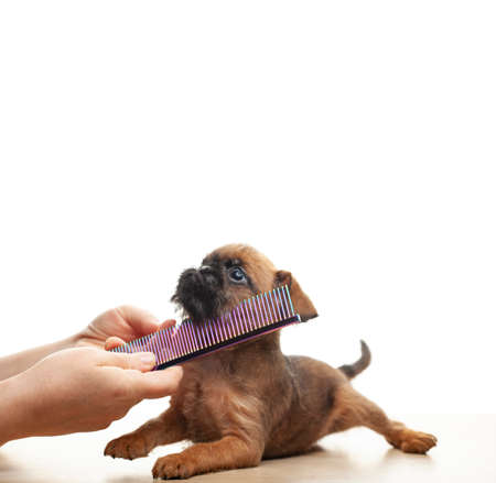 image of dog hairbrush hand white background