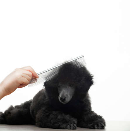 image of dog hairbrush hand white backgroundの写真素材