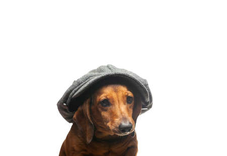 image of dog cap studioの写真素材