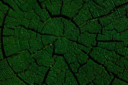 image of tree stub backgroundの写真素材